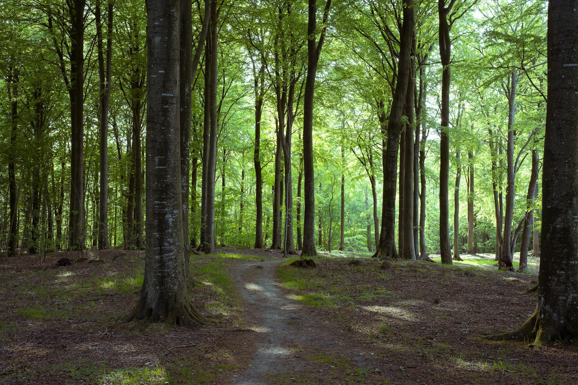 Solbelyst stig genom en grön bokskog